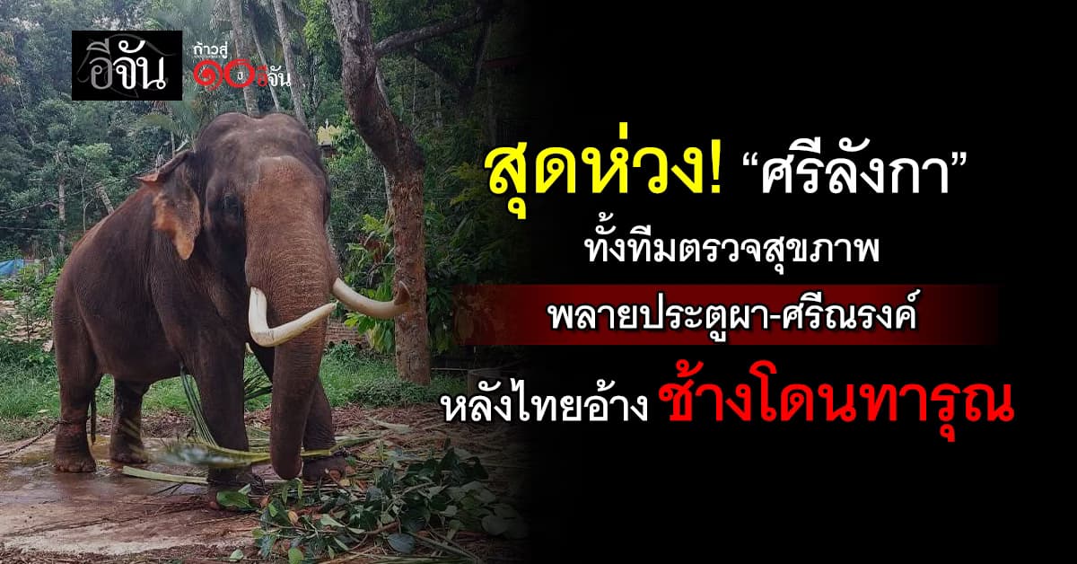 สุดห่วง! “ศรีลังกา” ตั้งทีมตรวจสุขภาพ พลายประตูผา-ศรีณรงค์ หลังไทยอ้างช้างโดนทารุณ 