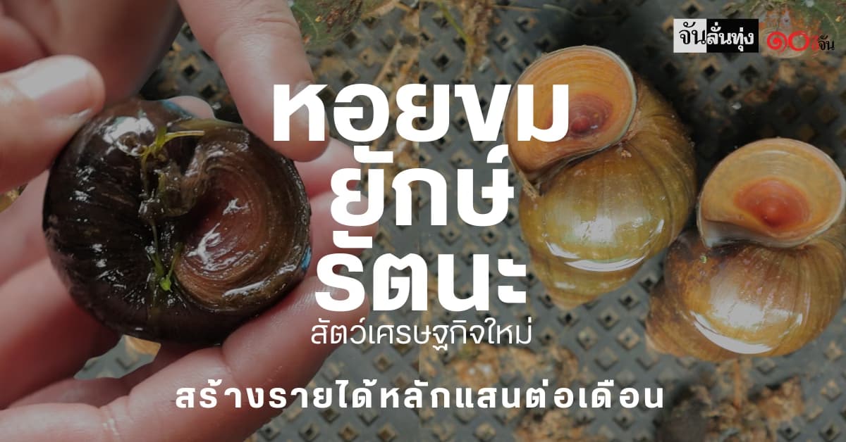 หอยขมยักษ์รัตนะ สัตว์เศรษฐกิจใหม่ สร้างรายได้หลักแสน