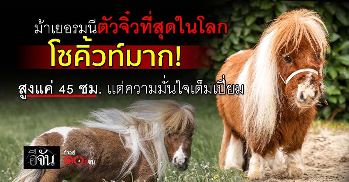 เอ็นดูความสูง! ม้าตัวจิ๋วที่สุดในโลก สูงเเค่ 45 เซนติเมตร
