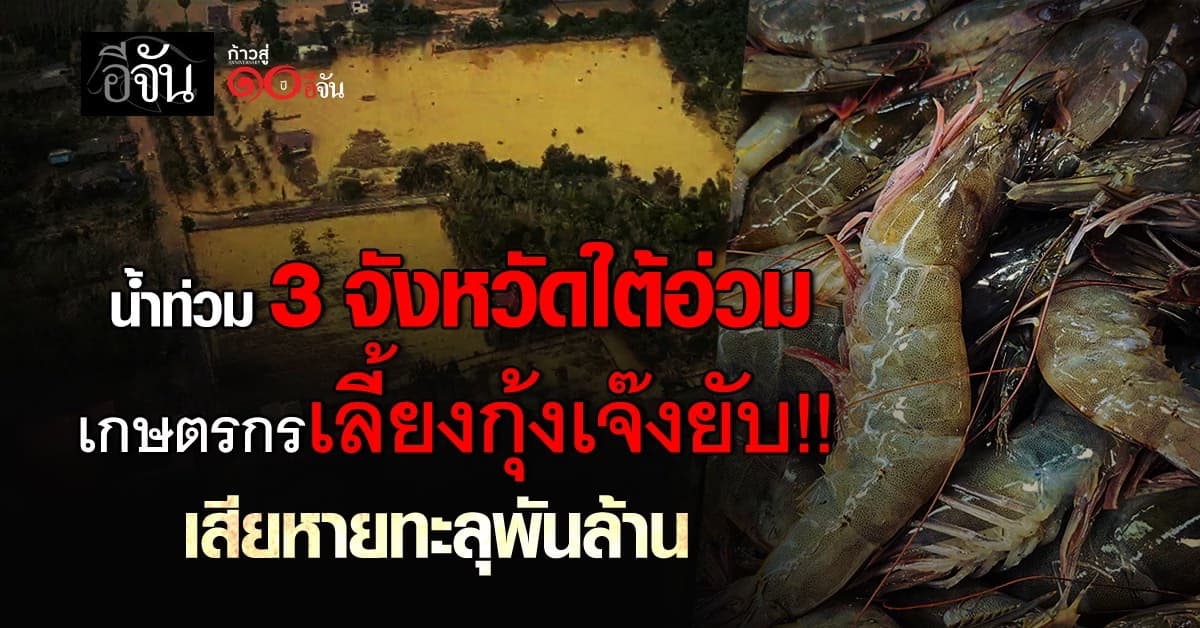 สมาคมกุ้งไทย กระทุ้งรัฐช่วยเกษตรกรเลี้ยงกุ้งด่วนที่สุด