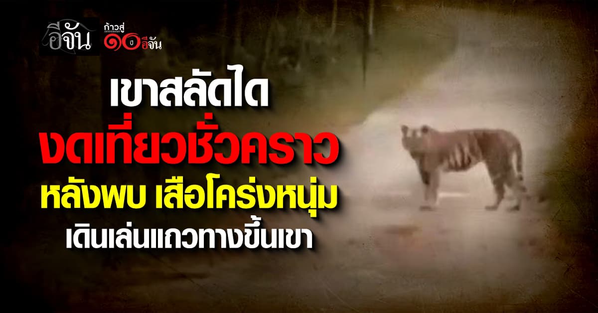 เสือโคร่งวัยหนุ่ม โผล่กลางถนน ทางขึ้นเขาสลัดได ล่าสุด อุทยานสั่งปิดชั่วคราว