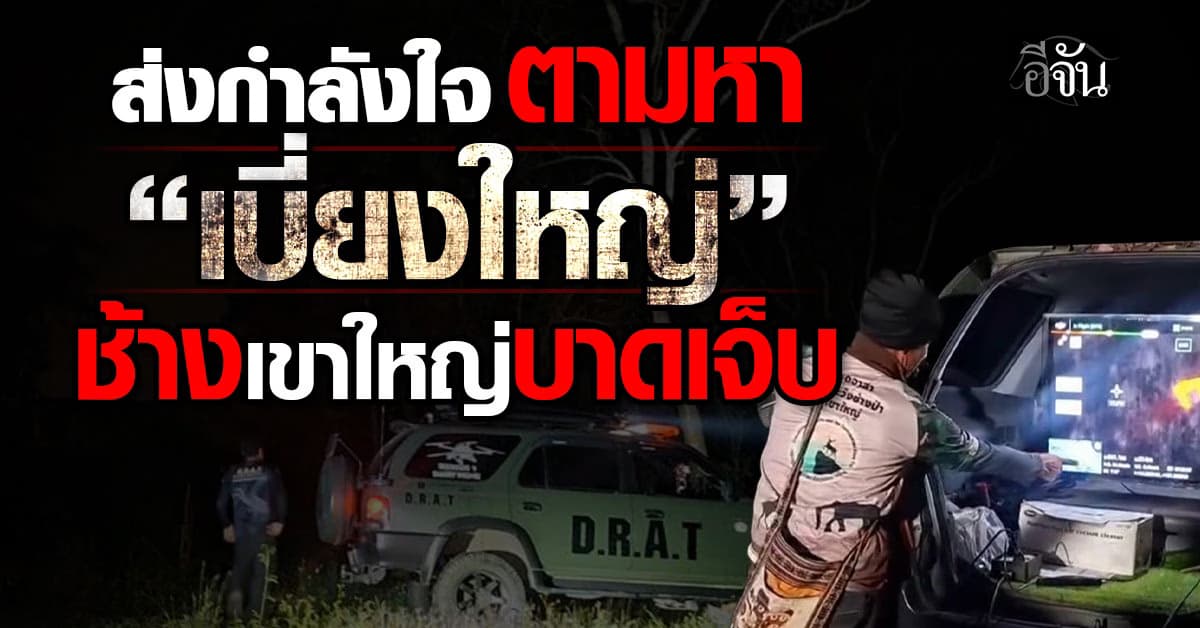 อช.เชาใหญ่ ค้นหา “เบี่ยงใหญ่” ช้างป่าเขาใหญ่ ถูกกระบะพุ่งชน หนีหายไปในป่า