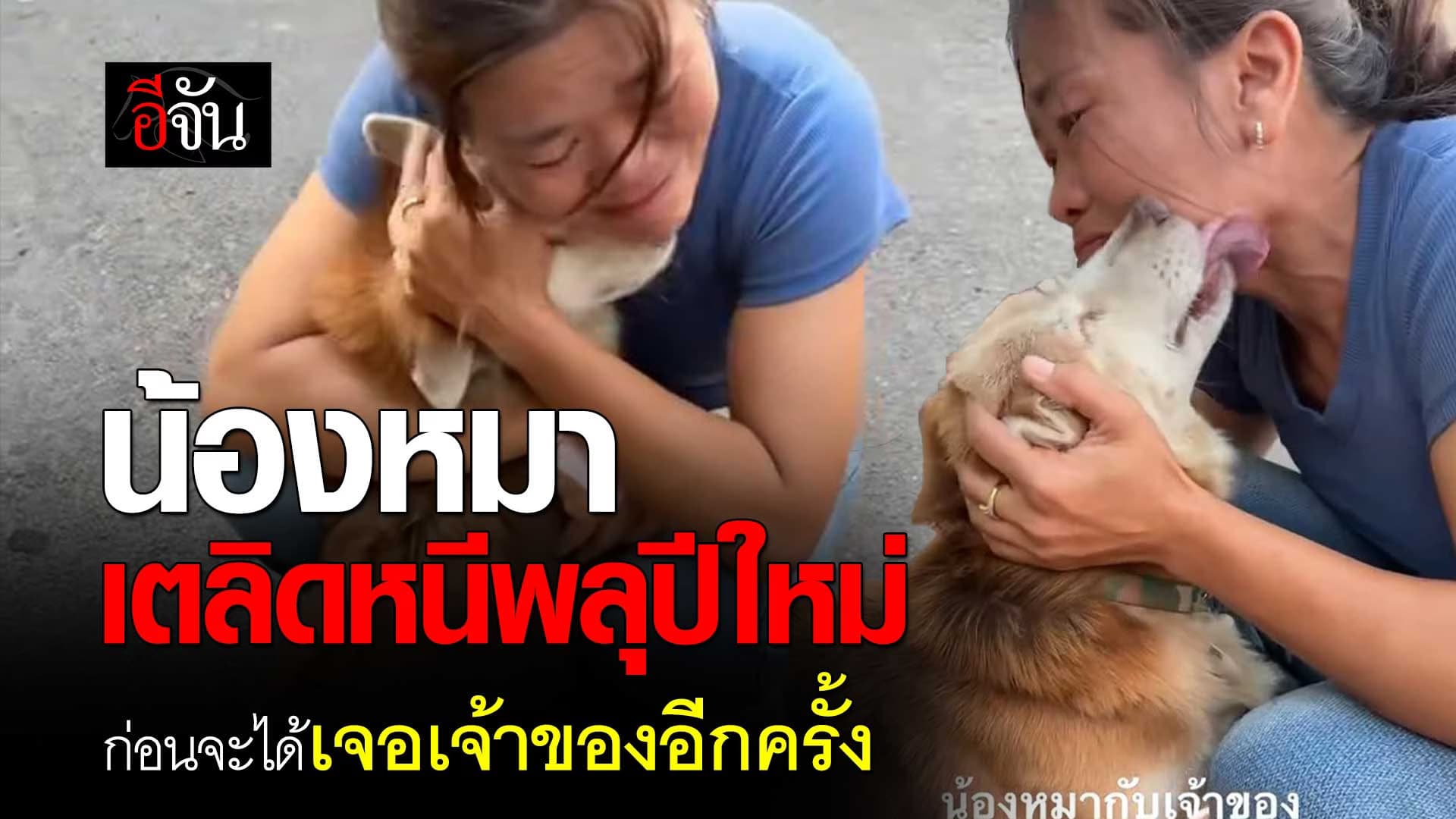 🎬 น้องหมา หนีพลุปีใหม่ วันนี้ได้เจอเจ้าของอีกครั้ง