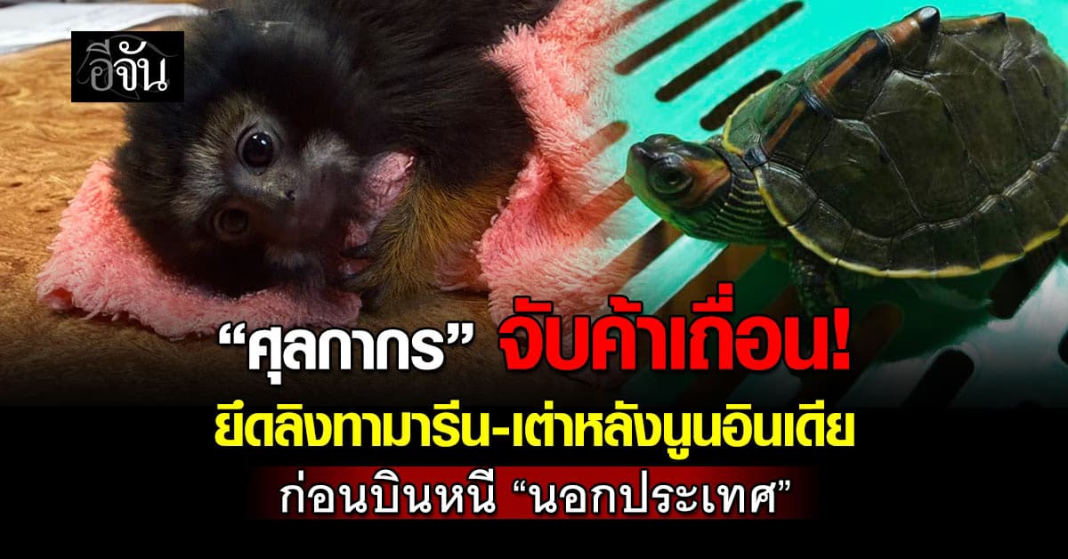 ศุลกากร จับค้าเถื่อน ยึดลิงทามารีน–เต่าหลังนูนอินเดีย ก่อนบินหนี นอกประเทศ