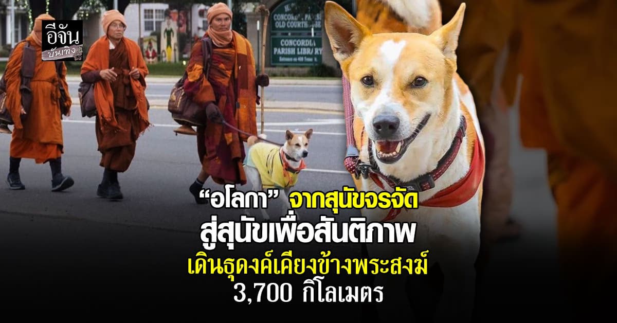 รู้จัก “อโลกา (Aloka)” จากสุนัขจรจัด สู่สุนัขแห่งสันติภาพ