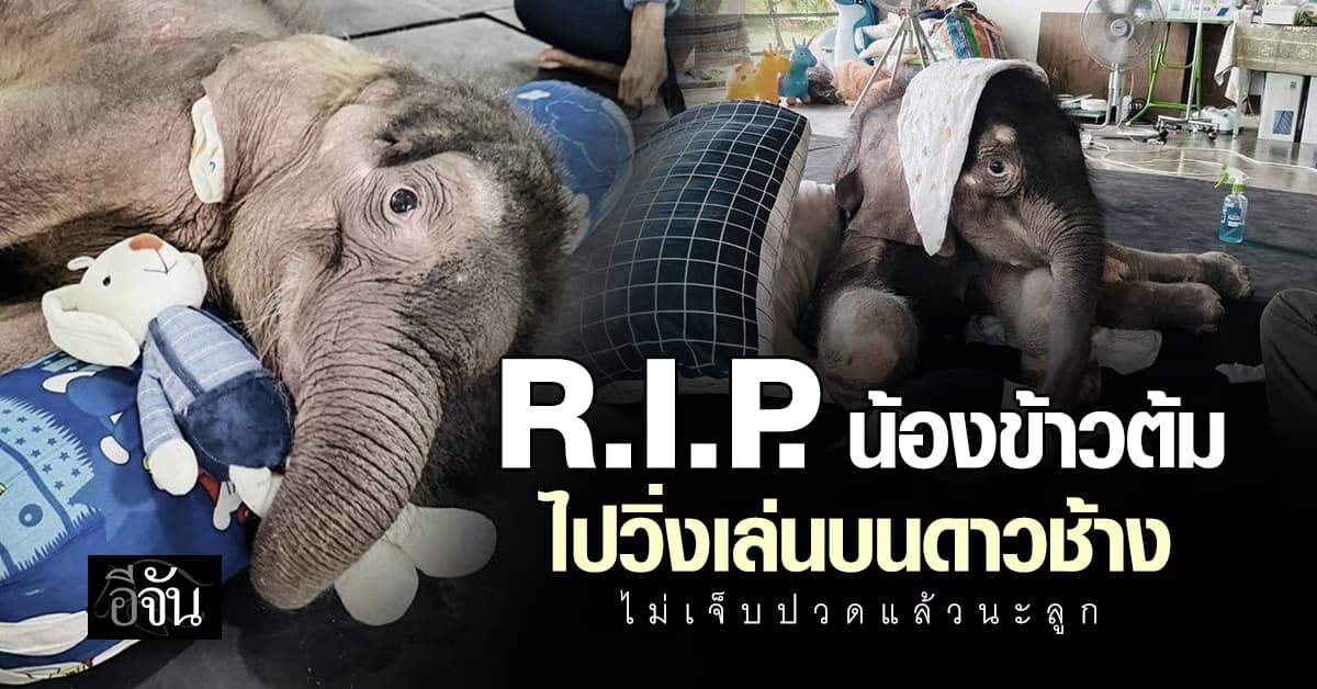 R.I.P. “น้องข้าวต้ม” ช้างน้อยหัวใจแกร่ง ล้มแล้ว หลังรักษานาน 3 เดือน