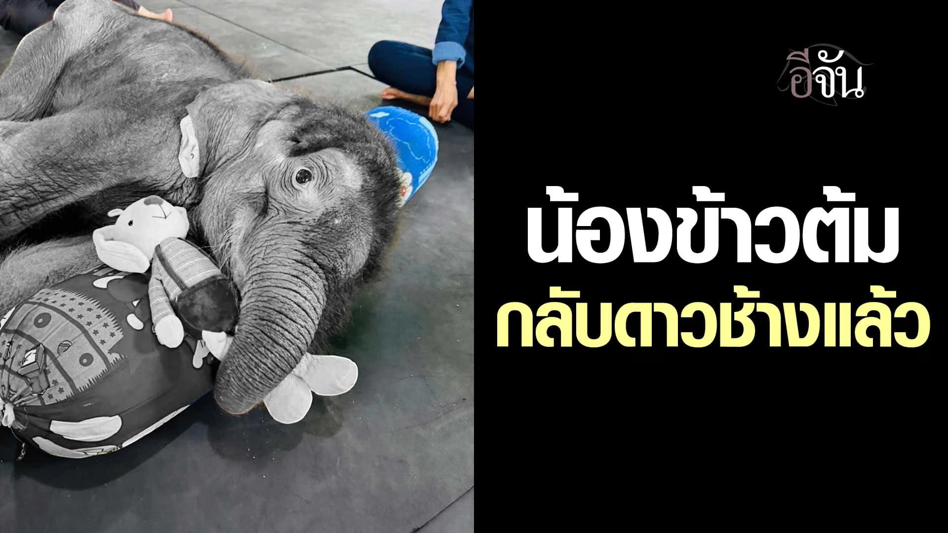 🎬 น้องข้าวต้ม กลับดาวช้างแล้ว