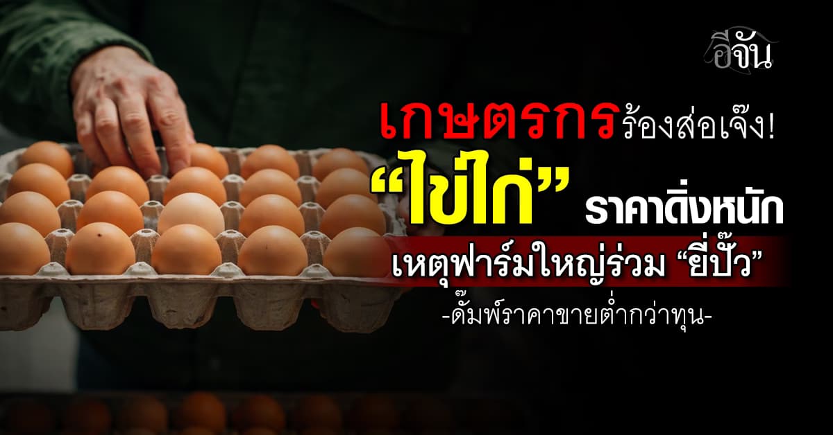 “ไข่ไก่” ราคาดิ่งหนัก เหตุฟาร์มใหญ่ร่วม “ยี่ปั๊ว” ดั๊มพ์ราคาขายต่ำกว่าทุน