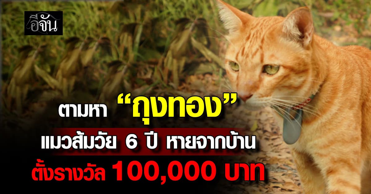 แมวส้มหายจากบ้าน เจ้าของตั้งรางวัล 100,000 บาท ใครชี้เบาะเเสจนเจอ เเมวตัวนี้รักเหมือนลูก