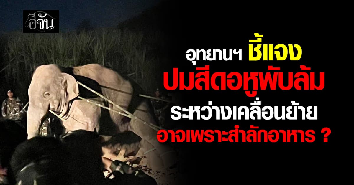 กรมอุทยานฯ ชี้เเจง ปมสีดอหูพับล้มระหว่างเคลื่อนย้าย