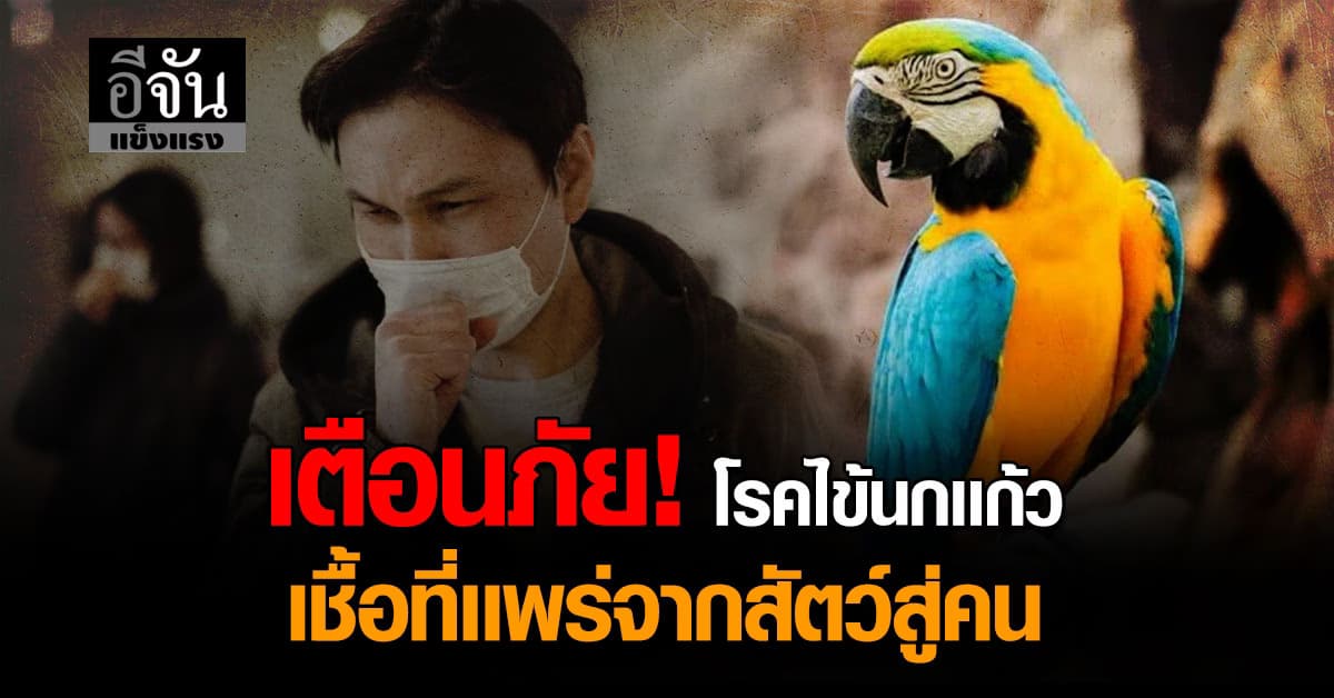 โรคไข้นกเเก้ว ทำผวา! หลังไทยติดเชื้อ 1 ราย เตือนคนเลี้ยงอาจเสี่ยงสูง