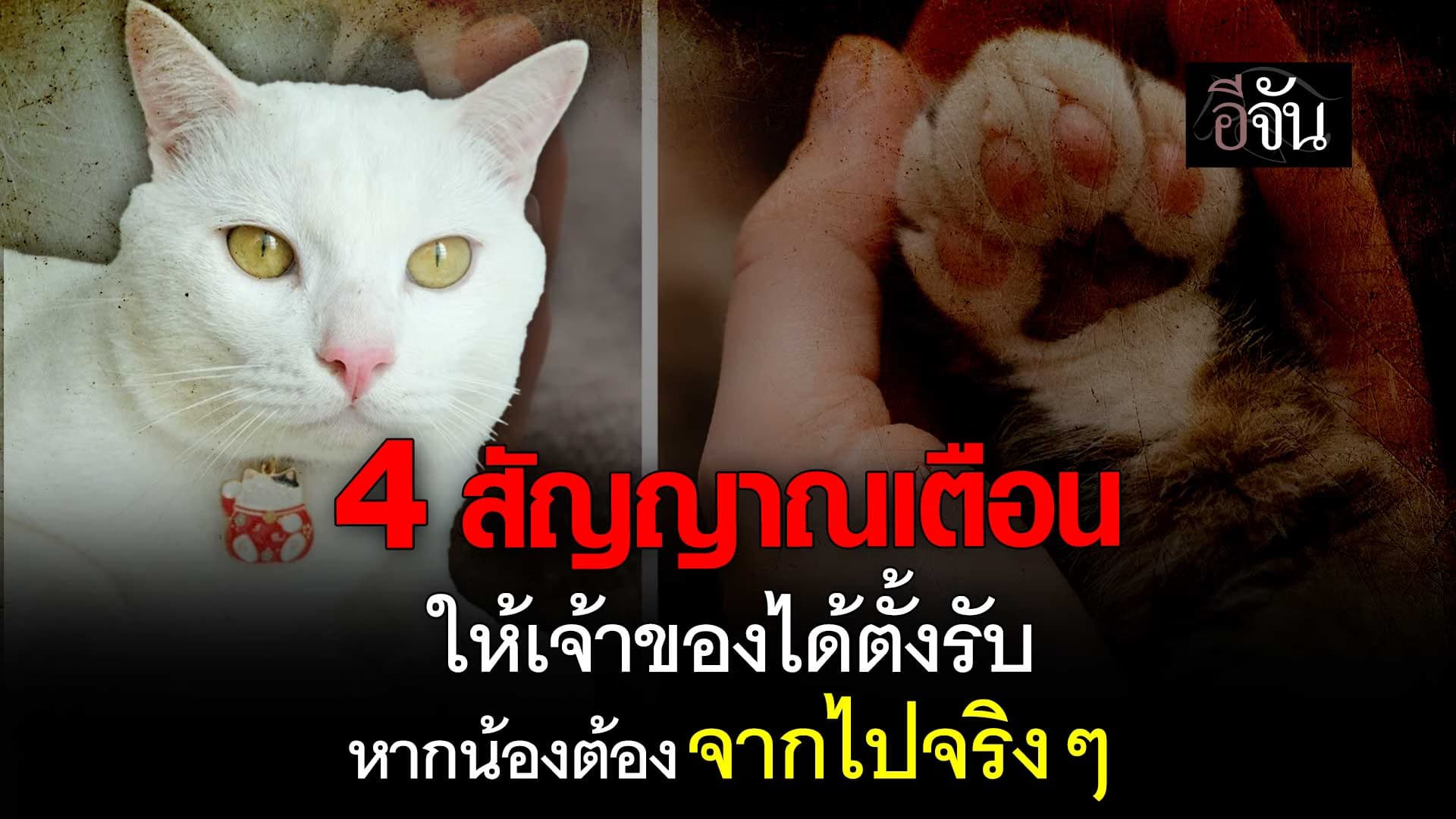 🎬 4 สัญญาณเตือน ให้เจ้าของได้ตั้งรับ หากน้องต้องจากไปจริงๆ