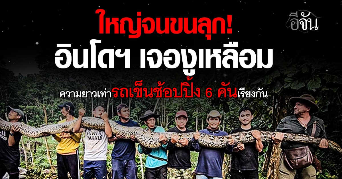 ขนหัวลุกเกิน! อินโดฯ เจองูที่ยาวที่สุดเท่าที่เคยมีมา