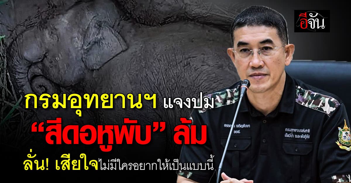 กรมอุทยานฯ แจงยิบ “สีดอหูพับ” ล้มระหว่างเคลื่อนย้าย สั่งเบรกภารกิจทันที