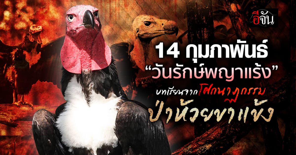 14 กุมภาพันธ์ “วันรักษ์พญาแร้ง” บทเรียนจากโศกนาฏกรรมป่าห้วยขาแข้ง