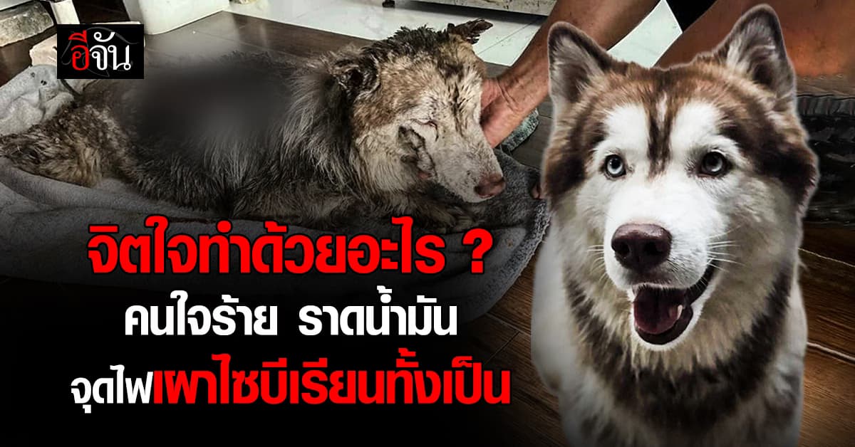 จิตใจทำด้วยอะไร? เร่งตามหาคนร้าย จุดไฟเผาไซบีเรียนทั้งเป็น หลังเจ้าของพยายามตามหากว่า 2 วัน