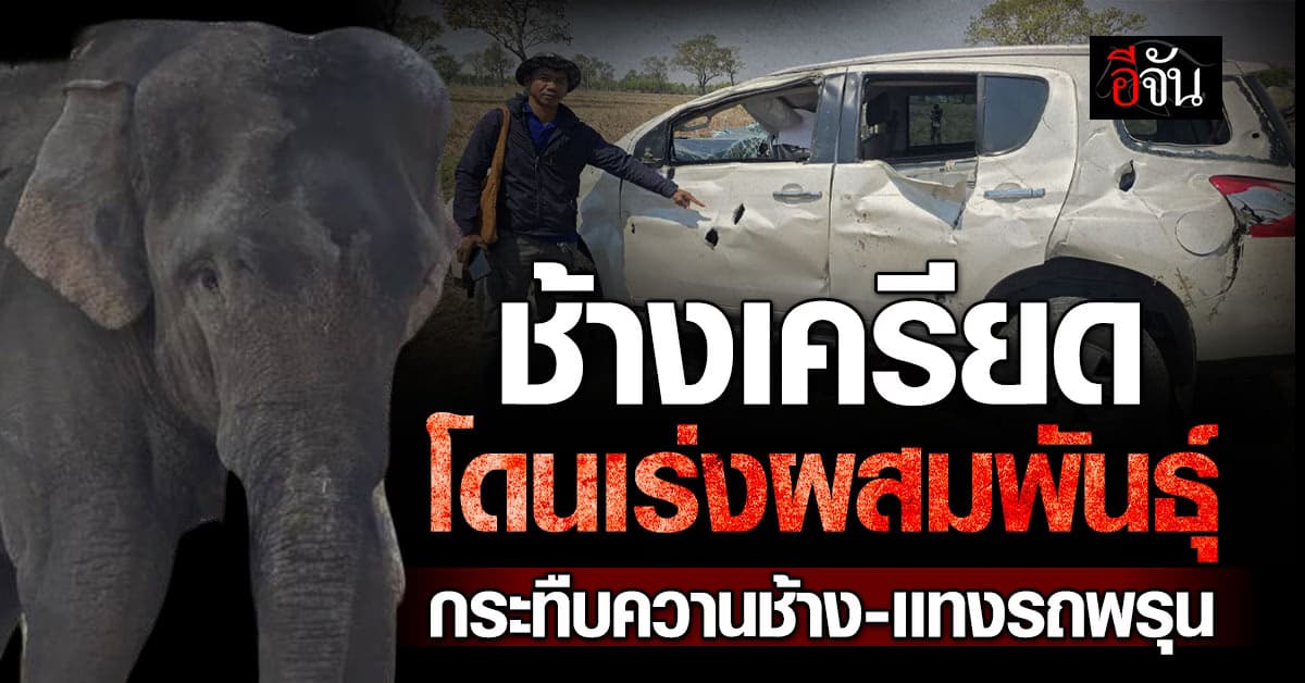 ช้างเครียด โดนเร่งผสมพันธุ์ กระทืบควานช้างสาหัส !