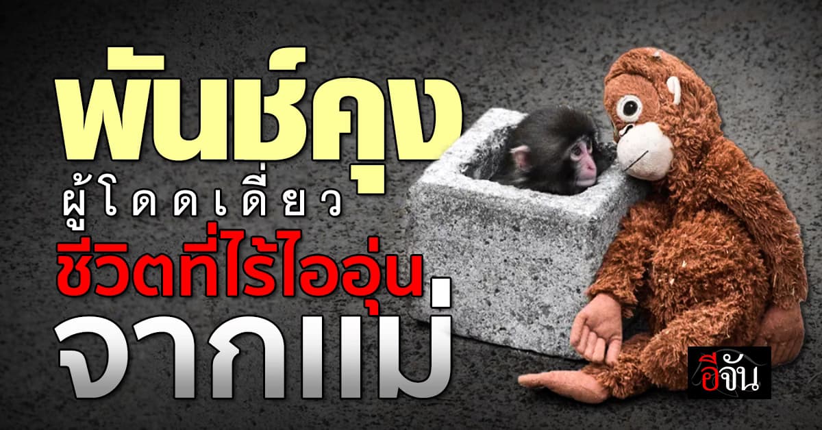 พันช์คุง ลิงน้อยผู้โดดเดี่ยว ไร้ความอบอุ่นจากอ้อมกอดเเม่