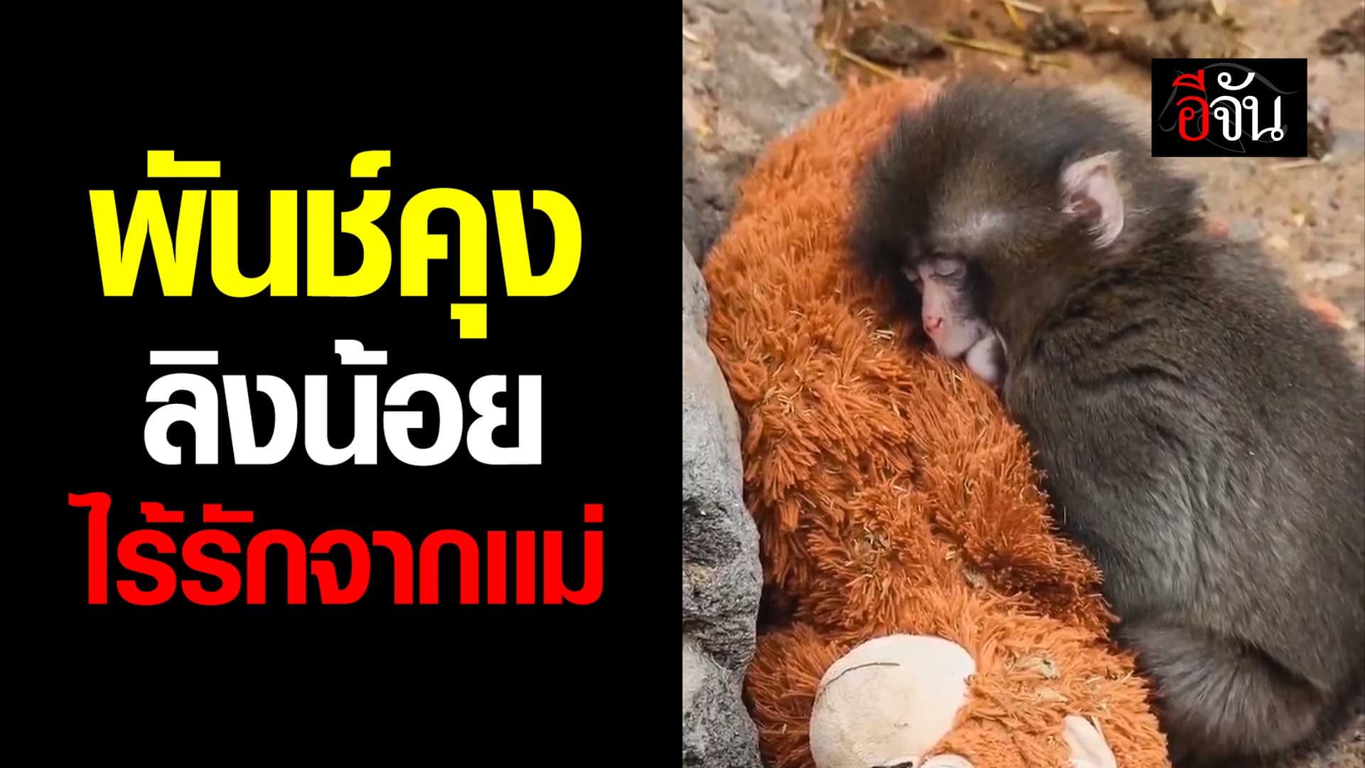 🎬 พันช์คุง ลิงน้อยผู้โดดเดี่ยว กอดตุ๊กตาลิงเเทนเเม่