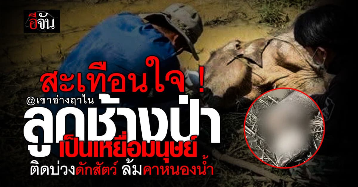 เวทนา…ช้างป่าเขาอ่างฤาไน ติดบ่วงดักสัตว์ ล้มกลางป่าอย่างเดียวดาย
