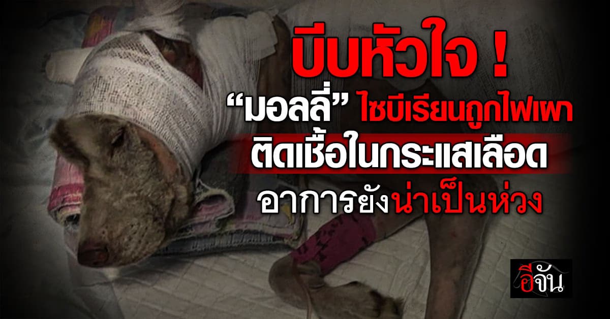 บีบหัวใจ “มอลลี่” ไซบีเรียนถูกไฟเผา อาการยังน่าเป็นห่วง แพทย์ชี้ อันตรายถึงขั้นอาจเสียชีวิต