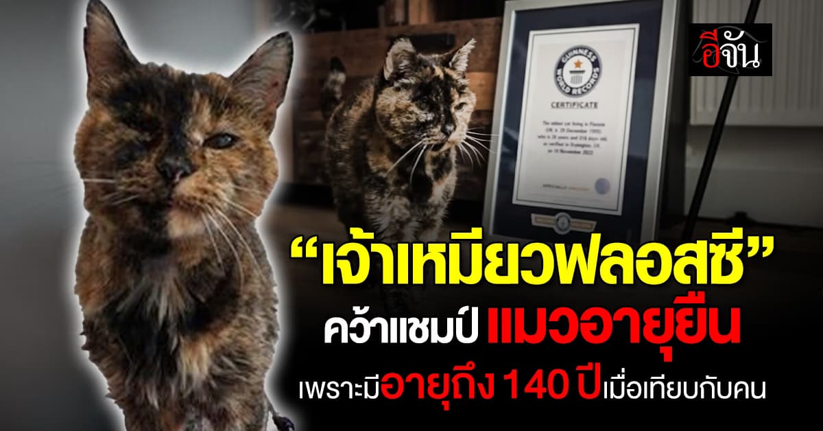 คุณทวดฟลอสซี คว้าแชมป์ แมวอายุยืนเพราะมีอายุถึง 140 ปีเมื่อเทียบกับคน 