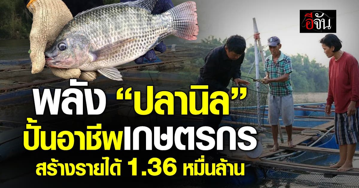 พลัง “ปลานิล”  ปั้นอาชีพเกษตรกร สร้างรายได้ 1.36 หมื่นล้าน