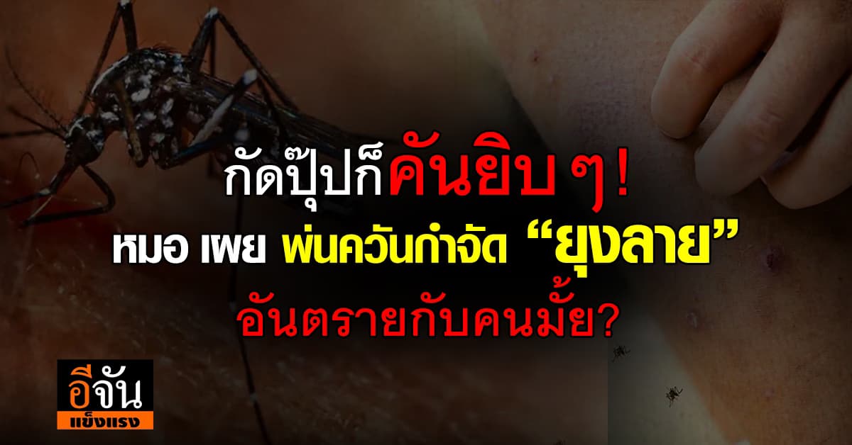 ยุงลายตัวร้าย! หมอ เผย พ่นควันกำจัด “ยุงลาย” อันตรายกับคนมั้ย?    