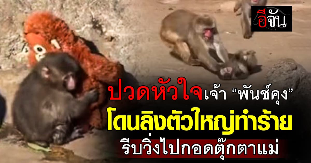 ชาวเน็ตปวดหัวใจ…หลัง “พันช์คุง” ลิงน้อยผู้โดดเดี่ยว ถูกทำร้าย