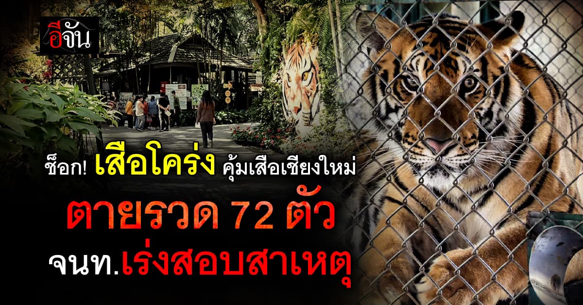 ช็อก! เสือโคร่ง คุ้มเสือเชียงใหม่ ตายรวด 72 ตัว