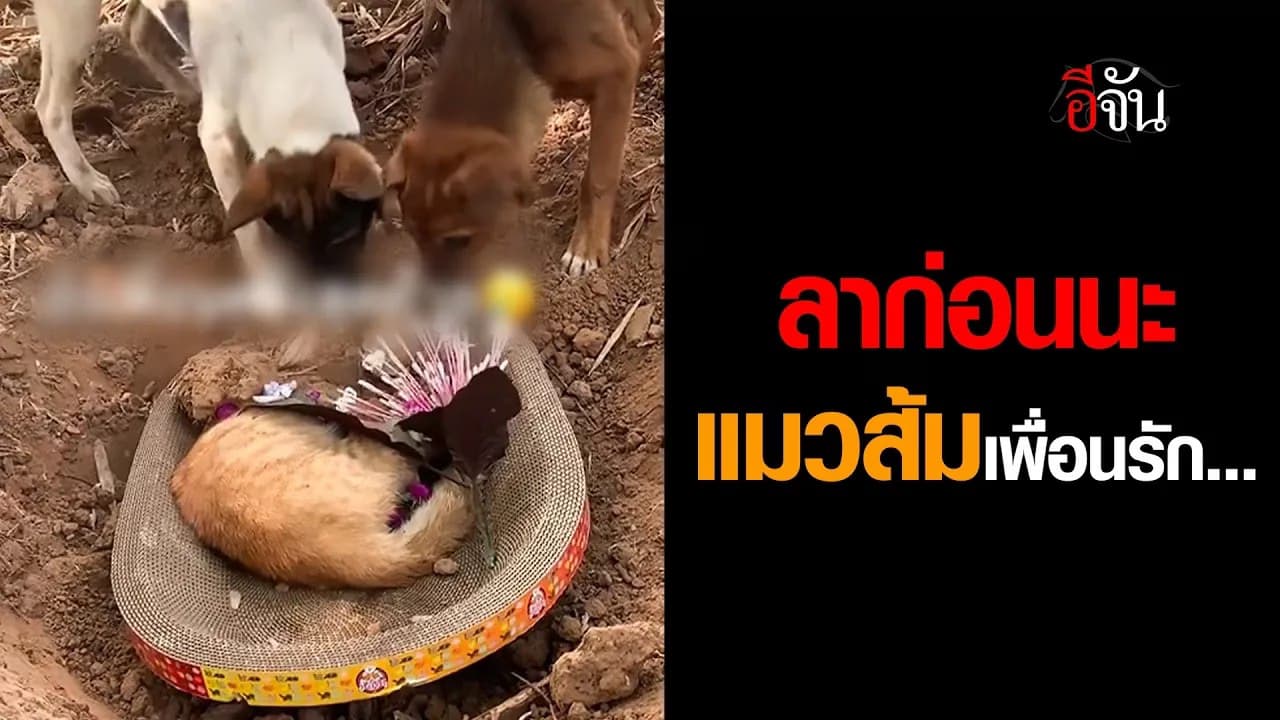 🎬 บีบหัวใจ… แก๊งน้องหมาต้องส่งเพื่อนเป็นครั้งสุดท้าย