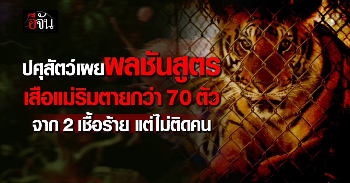 ปศุสัตว์เผยผลชันสูตร เสือแม่ริมตายกว่า 70 ตัว จาก 2 เชื้อร้าย ติดต่อระหว่างสัตว์ได้ง่าย แต่ไม่ติดคน