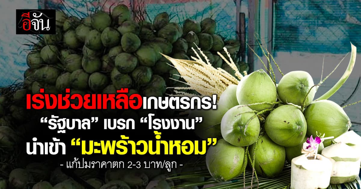 “รัฐบาล” เบรก “โรงงาน” นำเข้า “มะพร้าวน้ำหอม” แก้ปมราคาตก 2-3 บาท/ลูก