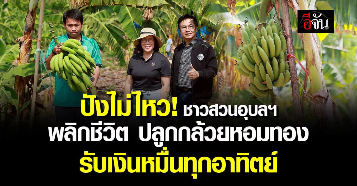 ปังไม่ไหว! ชาวสวนอุบลฯ พลิกชีวิต หันมาปลูกกล้วยหอมทอง รับเงินหมื่นทุกอาทิตย์ 