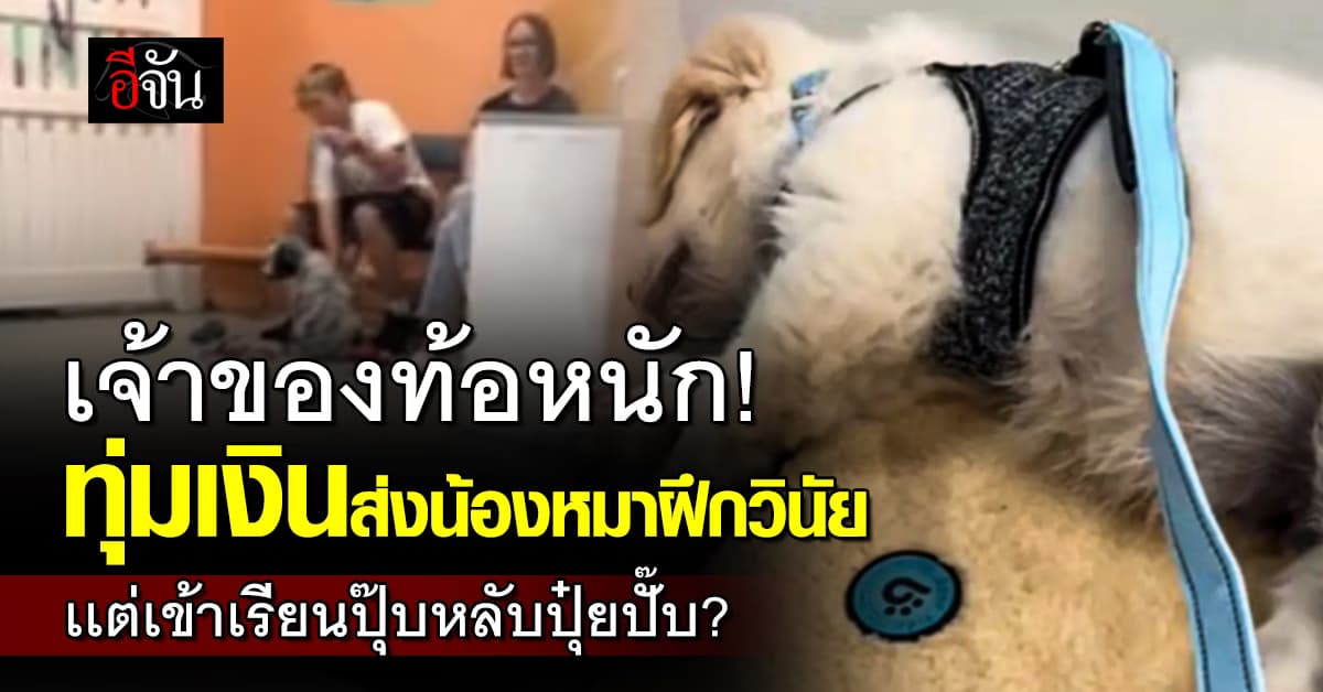 เจ้าของเเอบเหนื่อย! ทุ่มเงินเกือบหมื่นส่งน้องหมาฝึกวินัย เเต่งานนี้ทำงงหนัก? 