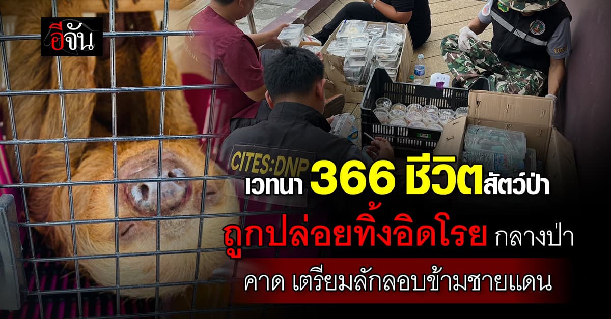 สะเทือนใจ! เจ้าหน้าที่ตรวจยึดสัตว์ป่าของกลาง 300 กว่าชีวิต ถูกทิ้งอิดโรยกลางป่า คาดเตรียมส่งข้ามแดน
