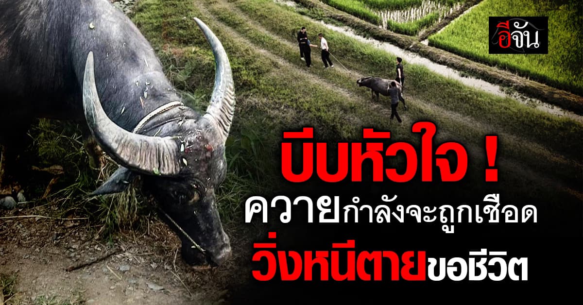 สงสารจับใจ ควายหนีตายจากโรงเชือด ตำรวจลงขันขอไถ่ชีวิต