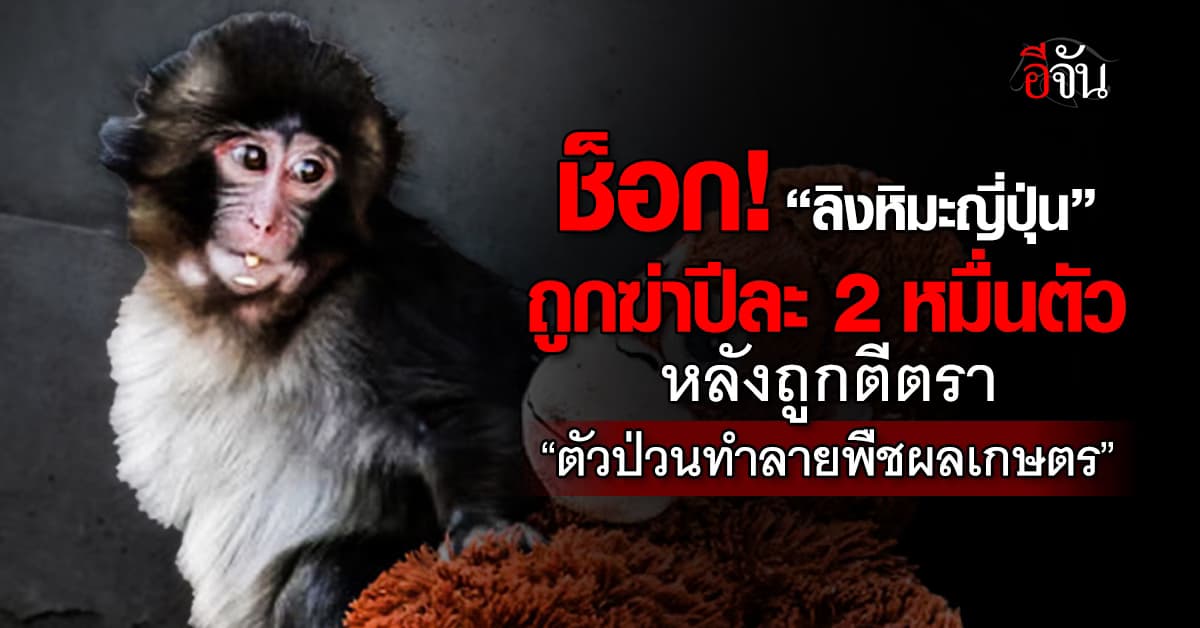 ญี่ปุ่น สั่งฆ่า! ลิงหิมะญี่ปุ่นนับหมื่นตัว หลังป่วนพืชผลเกษตร 