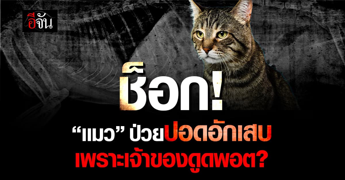 ช็อก! แมวป่วยปอดอักเสบ สาเหตุคือได้รับควันเข้าไปเยอะ 