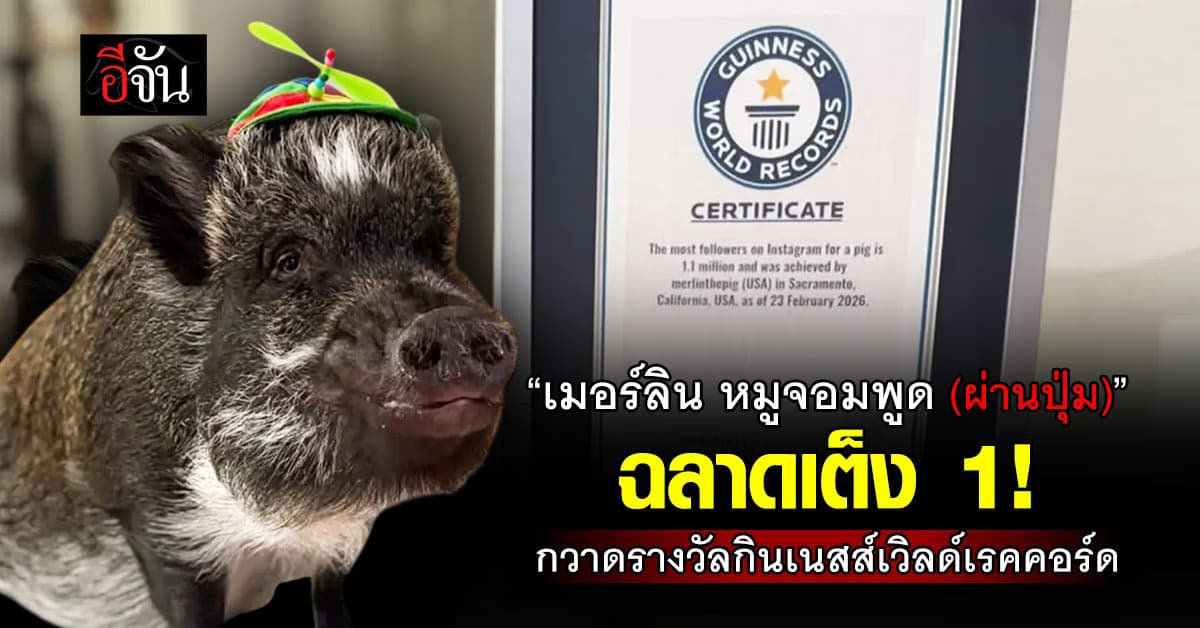 เมอร์ลิน หมูจอมพูด (ผ่านปุ่ม) ได้รางวัลกินเนสส์เวิลด์เรคคอร์ด 