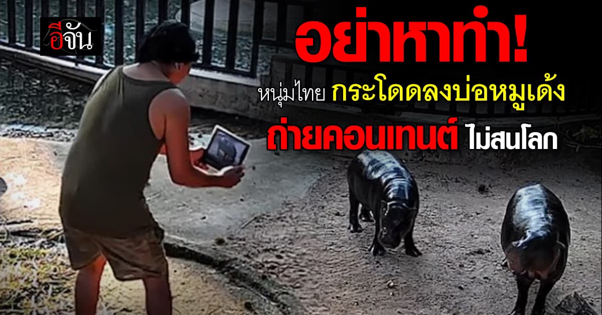 อุกอาจ! นักท่องเที่ยวไทยกระโดดลงบ่อหมูเด้ง ไม่สนอันตราย สวนสัตว์เอาผิดทันที