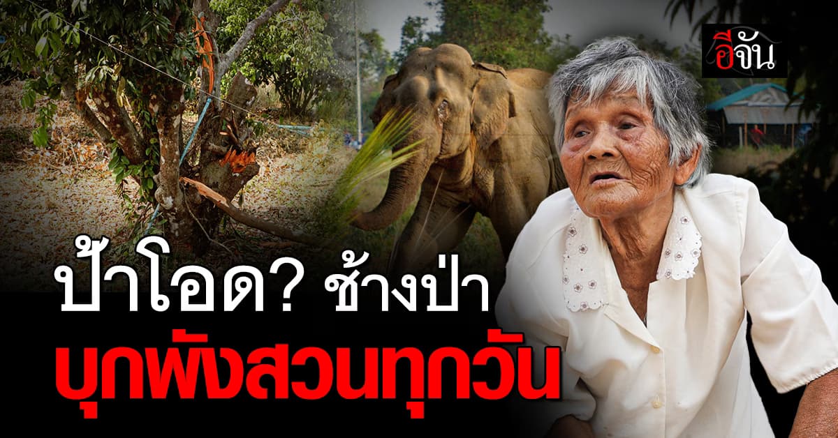 สิ้นหวัง! ช้างป่า อาละวาดหนัก บุกพังสวน รายวัน
