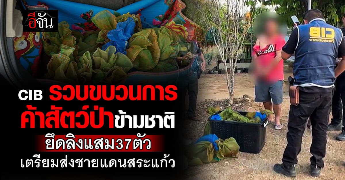 CIB สกัดจับขบวนการค้าสัตว์ป่าข้ามชาติ หลังเตรียมส่งลิงแสมออกชายแดนสระแก้ว  