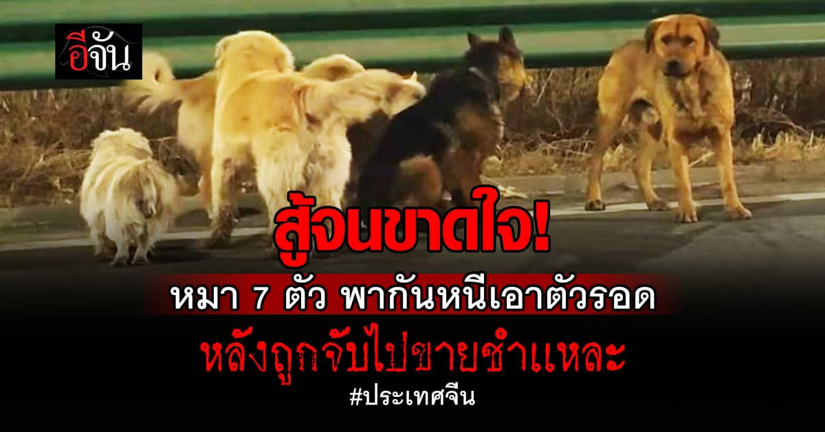 หนีไปด้วยกัน! หมา 7 ตัว หนีเอาตัวรอดสุดชีวิต หลังถูกจับไปส่งร้านขายเนื้อหมา  