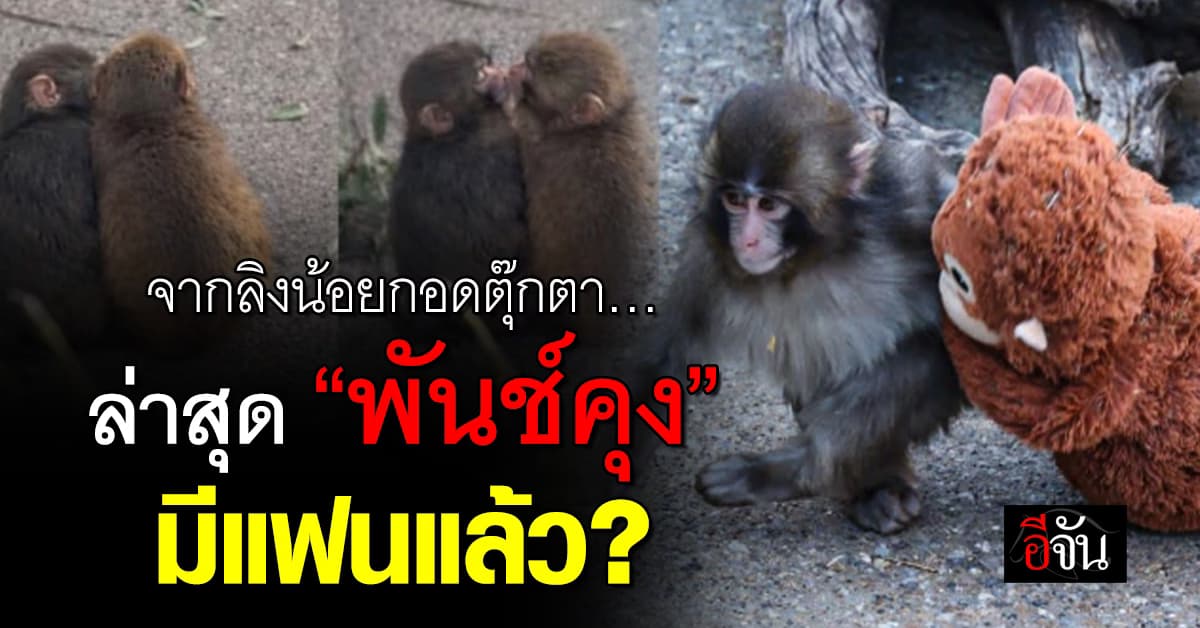 จากลิงน้อยกอดตุ๊กตา… ล่าสุด “พันช์คุง” มีแฟนแล้ว?