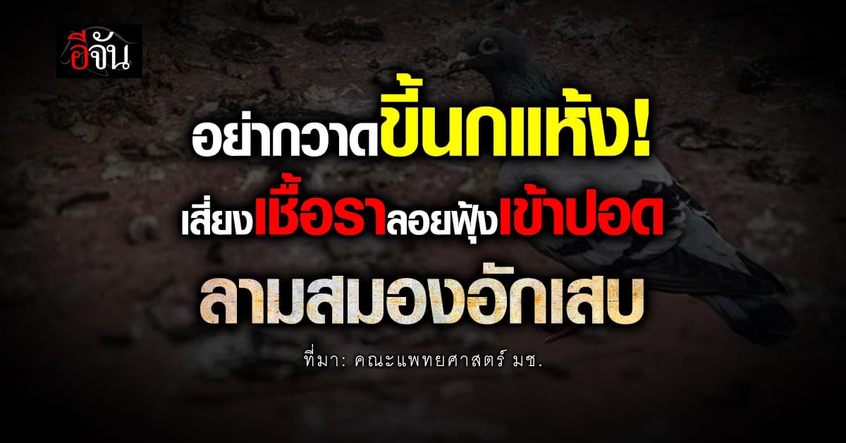 แพทย์ มช. เตือน อย่ากวาดขี้นกแห้ง เสี่ยงเชื้อราลอยฟุ้งเข้าปอด ลามสมองอักเสบ