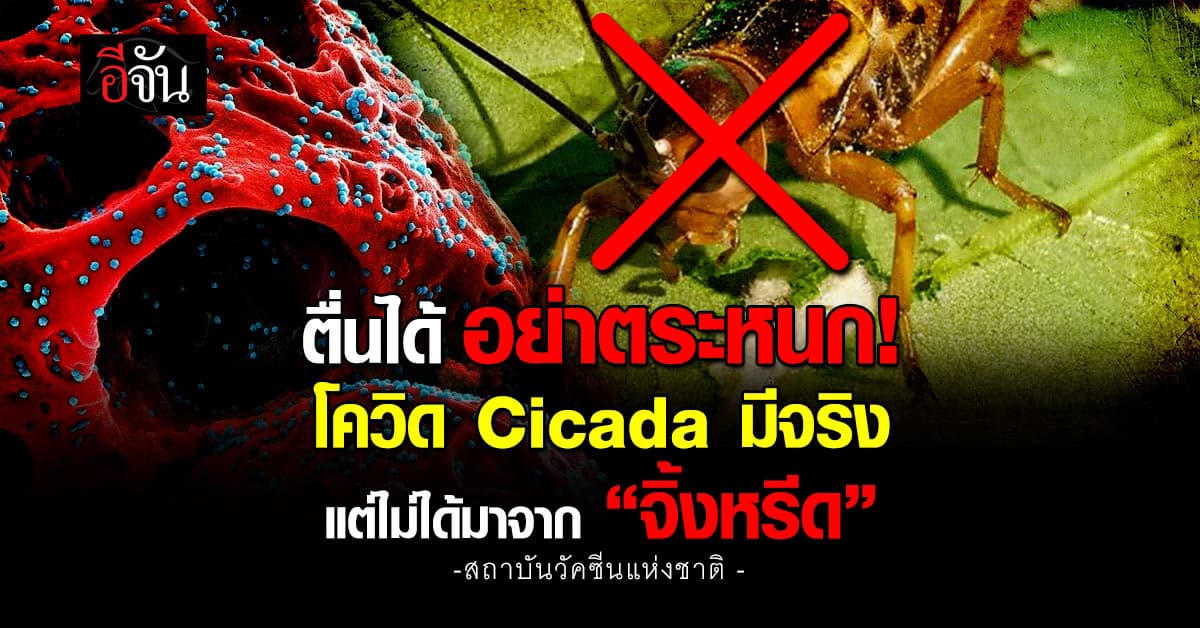 สถาบันวัคซีนฯ ยืนยัน “โควิด Cicada” มีจริง แต่ไม่ได้มาจากจิ้งหรีด