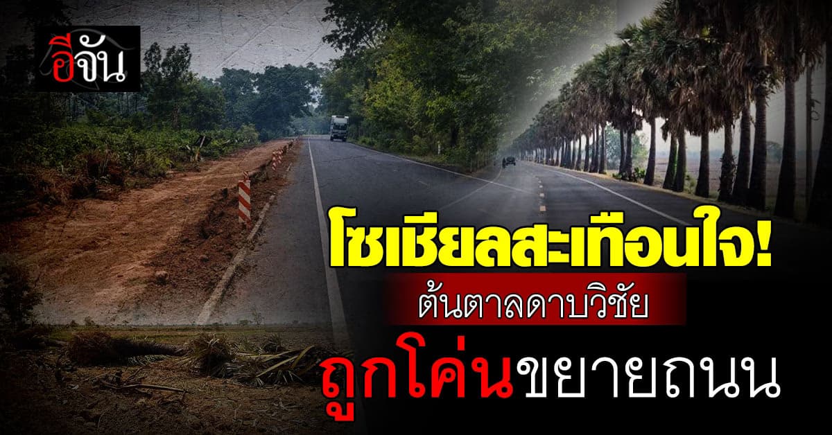 “ต้นตาลดาบวิชัย” ถูกโค่นขยายถนน “วันชัย” ซัด หน่วยราชการปัญญาอ่อน