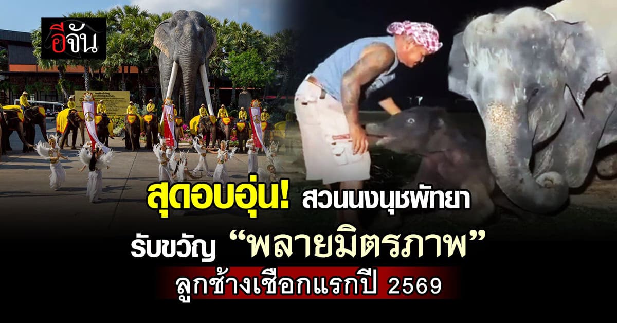 สุดอบอุ่น! สวนนงนุชพัทยา รับขวัญ “พลายมิตรภาพ” ลูกช้างเชือกแรกปี 2569