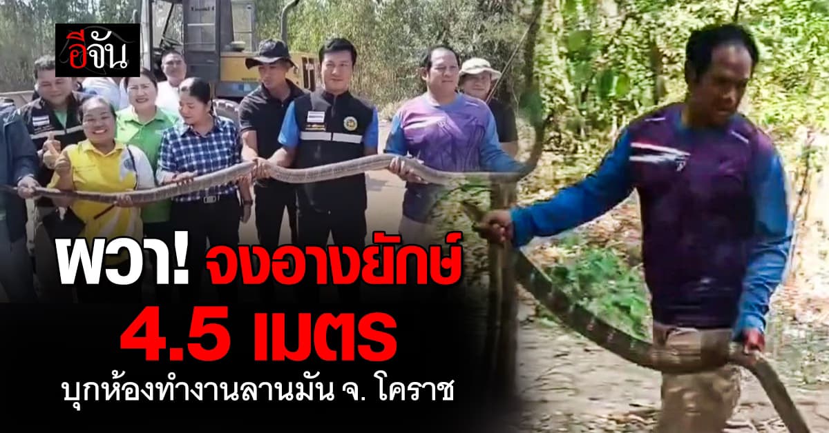 สยอง! จงอางยักษ์ ขนาดตัวล่ำบึก ยาว  4.5 เมตร บุกห้องทำงานลานมัน